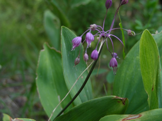 Allium cirrhosum (=Allium carinatum subsp. pulchellum) / Aglio delle streghe